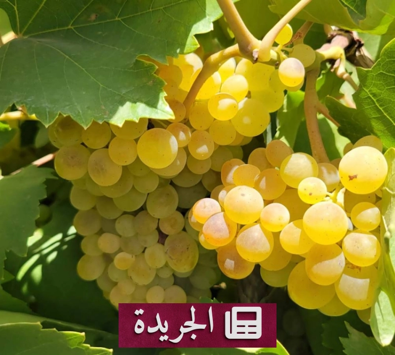 انخفاض أسعار المنتجات الزراعية وذروة موسم الصرام في الخرمة - آخر أخبار الجريدة