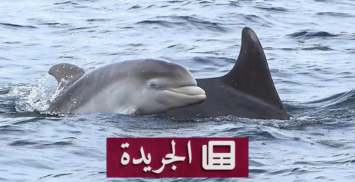 أنثى دولفين تحتضن صغيرها النافق في مشهد مؤلم قبالة أستراليا - أخبار أونلاين