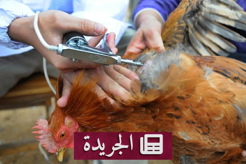 انتشار سلالة إتش 5 لإنفلونزا الطيور في أستراليا.. 20 إصابة جديدة - آخر الأخبار - الجريدة