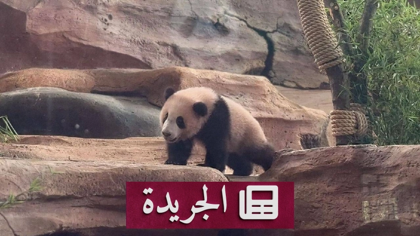 أول صغير باندا عملاقة في إندونيسيا يُعرض على الجمهور في منطقة بوغور جنوب جاكرتا