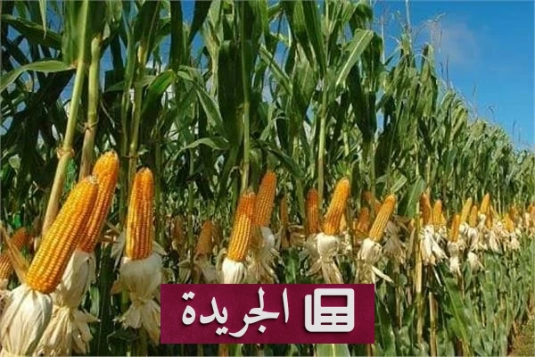ارتفاع أسعار الذرة 2% بسبب موجات الحر الأوروبية - آخر أخبار الجريدة