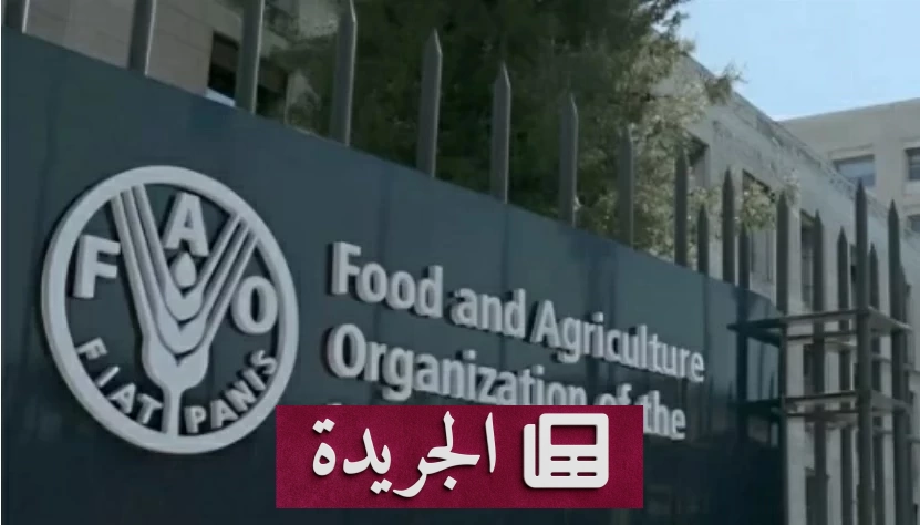 ارتفاع متوقع لأسعار الغذاء عالمياً بسبب الحرب والنينيو - آخر الأخبار - الجريدة