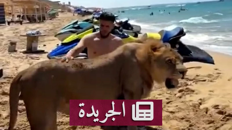 أسد على الشاطئ.. مشهد مرعب يثير غضب الليبيين - آخر الأخبار - الجريدة