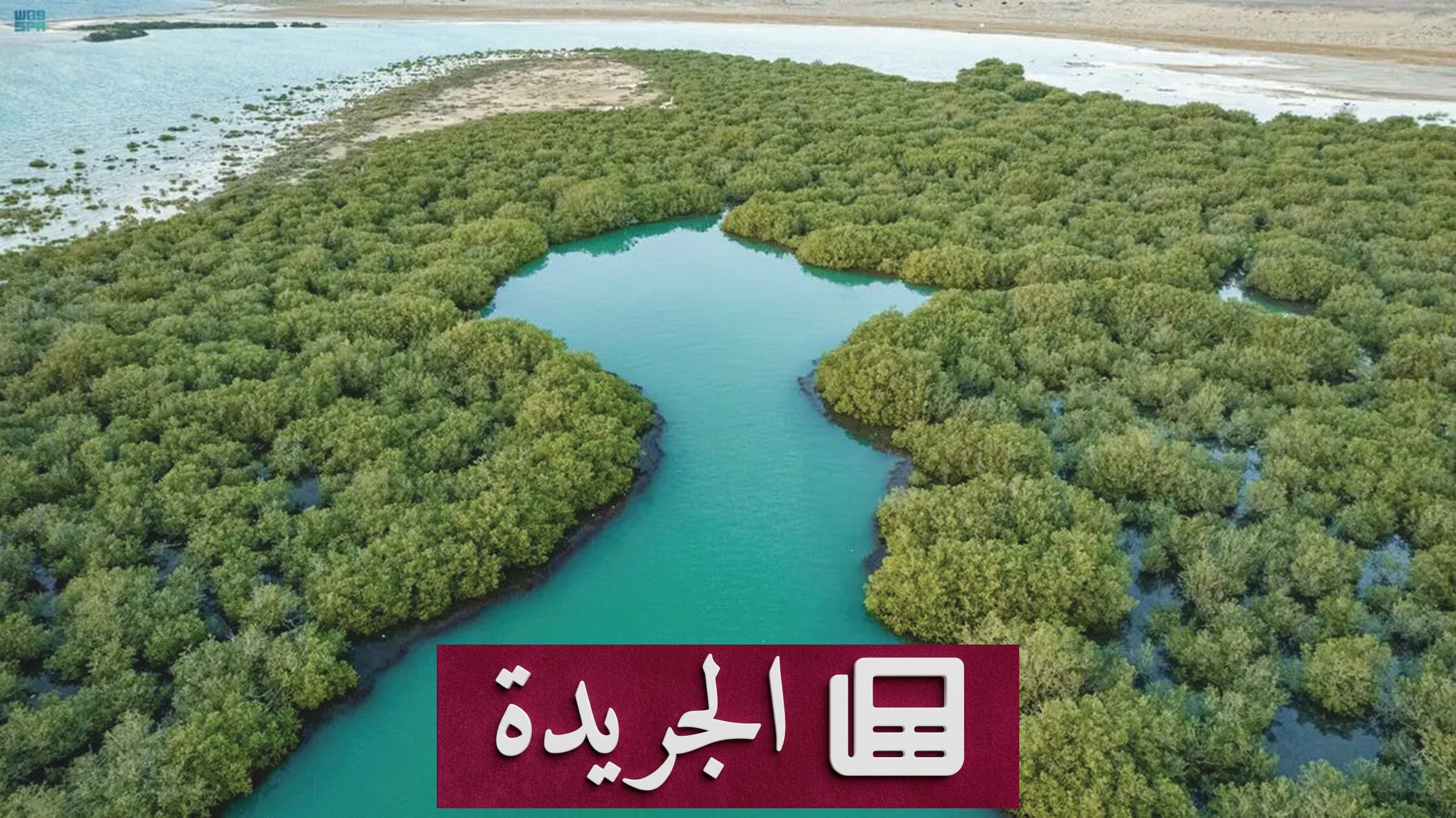 أشجار القرم.. درع الحياة الساحلية وحارس التوازن البيئي - آخر الأخبار - الجريدة