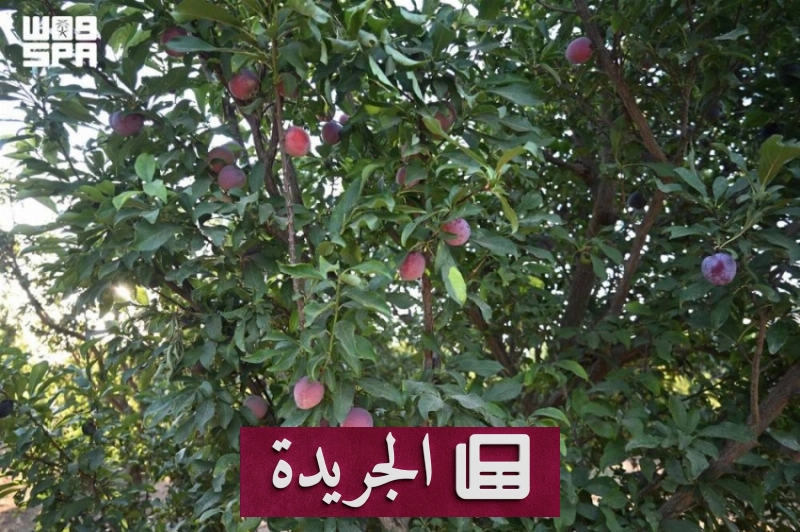 اشتراكك اليومي في النشرة الإخبارية عبر بريدك الإلكتروني - آخر أخبار الجريدة