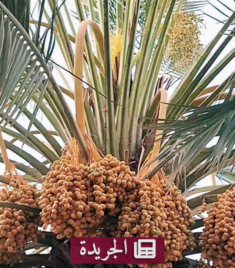 اشتراكك اليومي في النشرة الإخبارية أصبح متاحاً الآن - آخر الأخبار - الجريدة