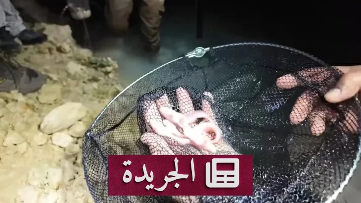 أسرار خفية في صحراء العراق.. نهر خفي واسماك عمياء - آخر الأخبار - الجريدة
