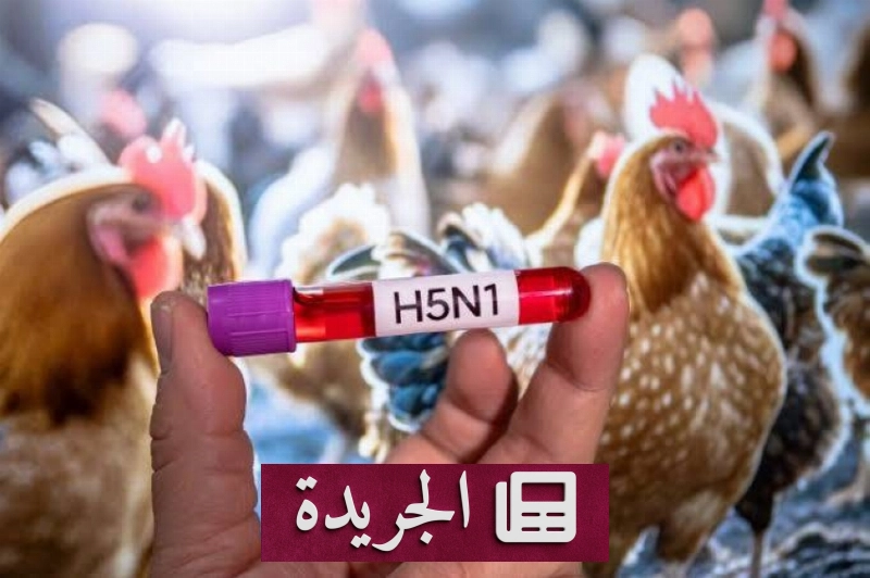 أستراليا تسجل أول إصابة بإنفلونزا الطيور من سلالة إتش 5 إن 1 لدى فقمة - آخر الأخبار - الجريدة