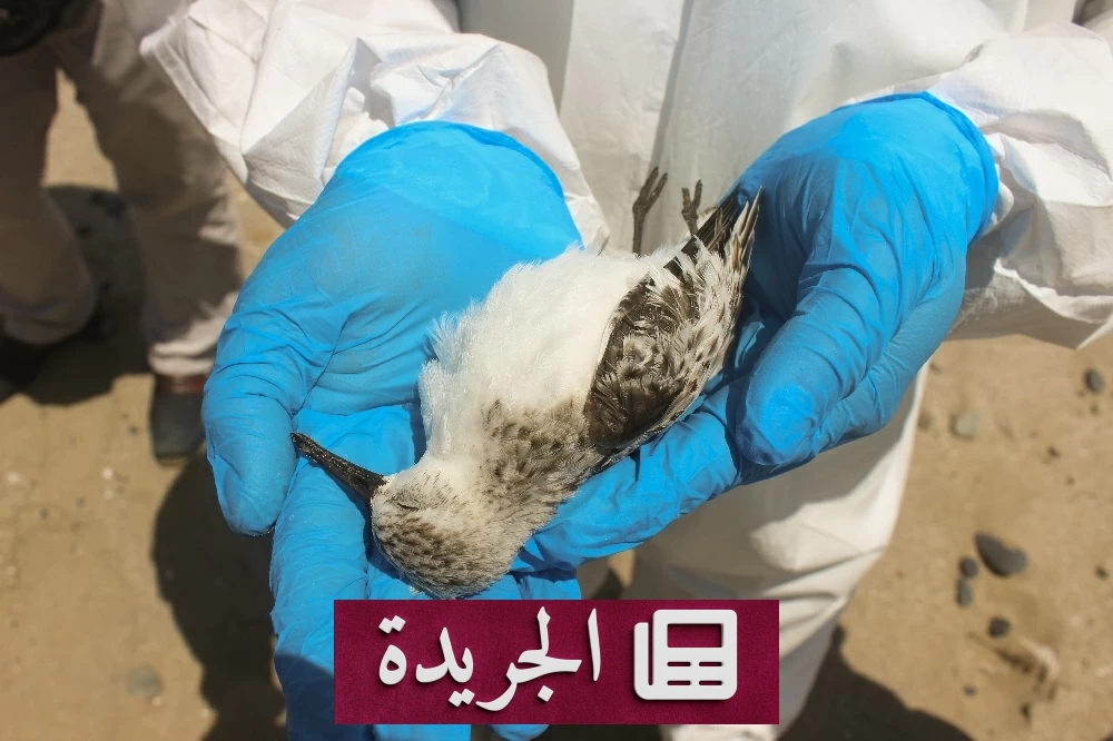 أستراليا تسجل أول نفوق جماعي لطيور بحرية بسبب سلالة H5 - آخر الأخبار - الجريدة