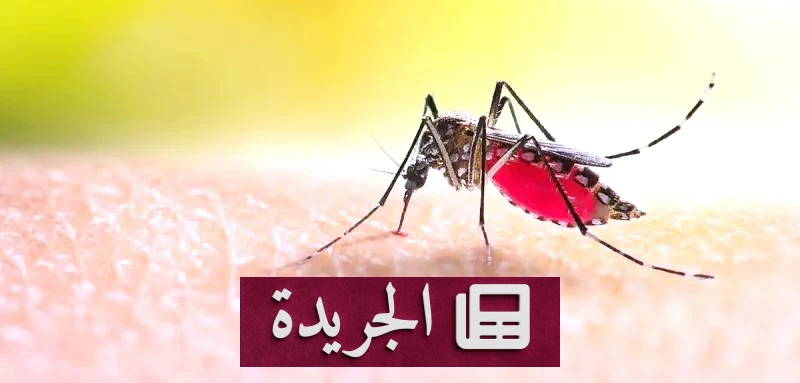 بعد الأمطار.. كيف تحمي نفسك ومنزلك من خطر البعوض؟ - أخبار أونلاين