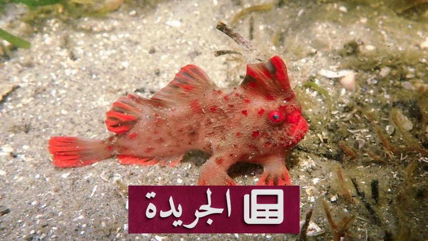 باحثون ينجحون في حماية وإكثار أندر سمكة في العالم - آخر الأخبار - الجريدة