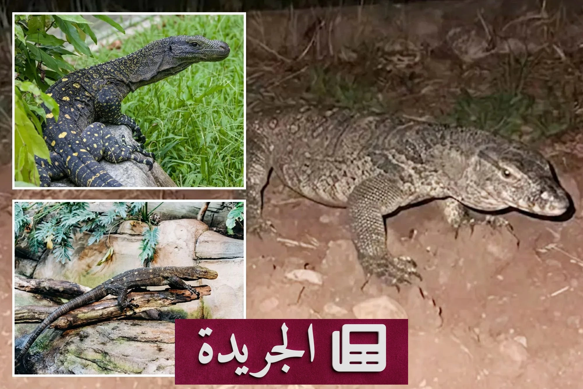 بحث مكثف في إيطاليا عن تنين بابوازي ضخم بعد هروبه من مزرعة - آخر أخبار الجريدة
