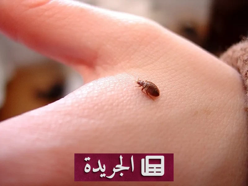 بق الفراش يعود بقوة.. كيف تحمي نفسك من هذه الحشرة المزعجة؟ - آخر أخبار الجريدة