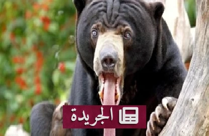 دب أسود يقتحم مولاً تجارياً في أمريكا لسرقة ثمرة خوخ - آخر الأخبار - الجريدة