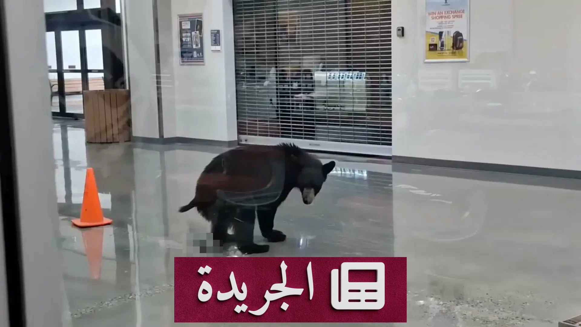 دب أسود يتجول في مركز تجاري بآلاسكا ويختار ثمرة خوخ - آخر أخبار الجريدة