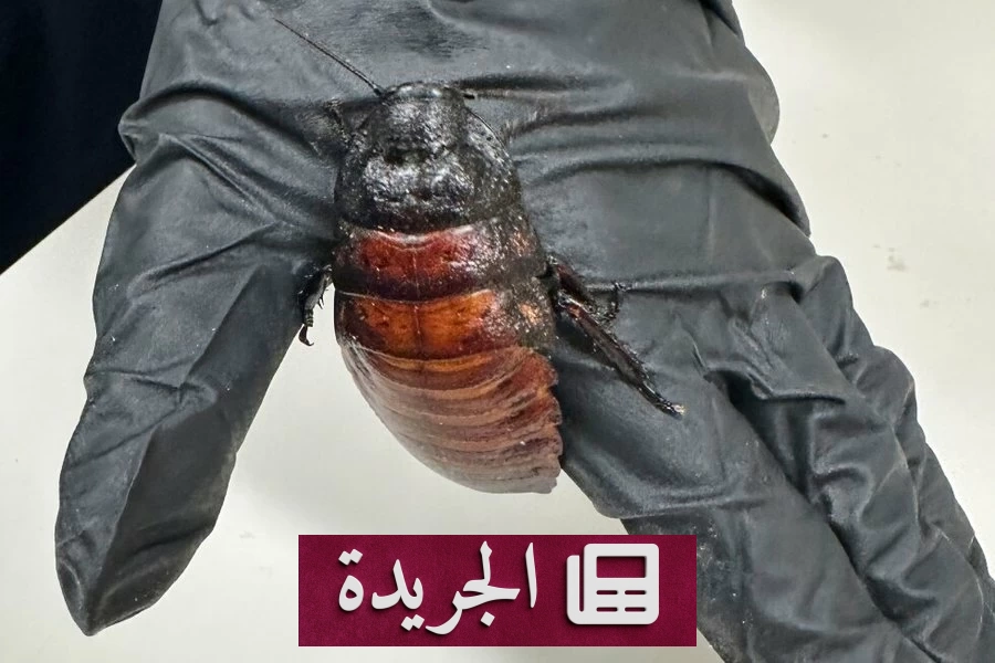 ضبط 100 ألف صرصور عملاق في مزرعة سرية بأستراليا - آخر الأخبار - الجريدة