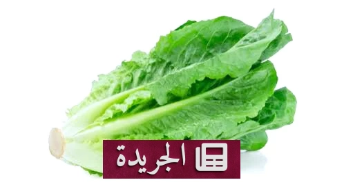 فوائد الخس الصحية لا تقتصر على التغذية فقط - آخر الأخبار - الجريدة