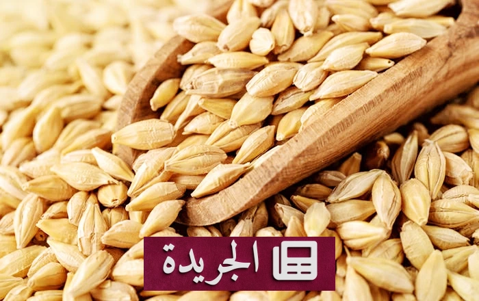 صورة توضح فوائد الشعير الصحية ودوره في تعزيز الجهاز الهضمي