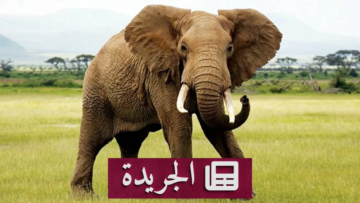 فيل «دوربي» يعيد مأساة نيبالية بدموية متجددة - آخر الأخبار - الجريدة