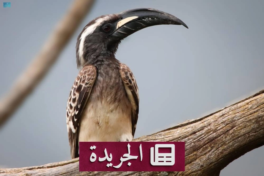 جازان جنة التنوع الحيوي في جنوب المملكة - أخبار أونلاين