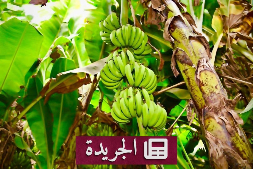 جازان تتحول إلى رائدة في إنتاج الفواكه الاستوائية بقطاع اقتصادي مزدهر - أخبار أونلاين