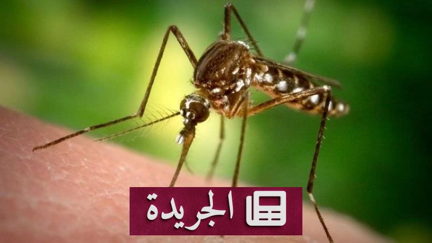 جدل علمي حول القضاء على البعوض بسبب مخاوف الأمراض المنقولة - آخر الأخبار - الجريدة