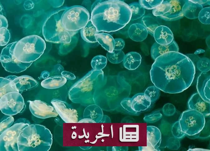 غزو قناديل البحر يغلق ثلاثة مفاعلات نووية في فرنسا - آخر الأخبار - الجريدة
