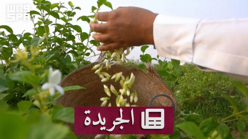 جمعية الفل تدعو لتسجيل مزارع الفل إلكترونيا لتعزيز القطاع - آخر الأخبار - الجريدة