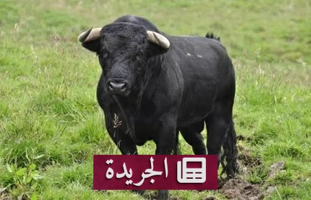 صورة توضح مشهد جريمة قتل في بغداد، حيث تم تلطيخ قرني ثور بدم الضحية في محاولة لإخفاء الجريمة