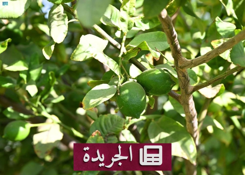 حصاد الليمون المديني في المدينة المنورة يعلن بدء الموسم الزراعي الموسمي - أخبار أونلاين