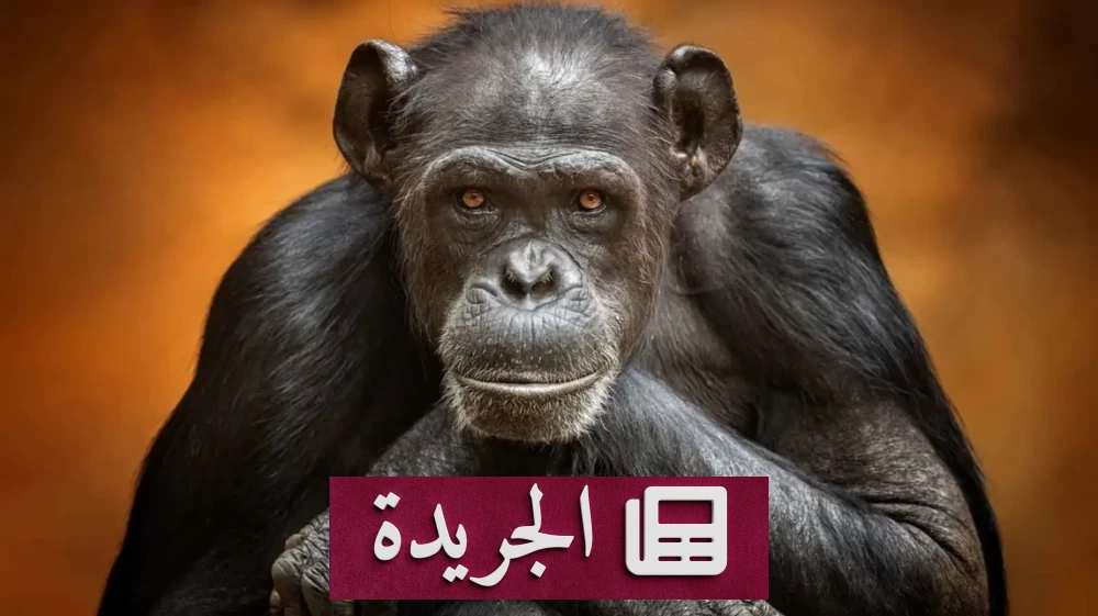 قضية عمالية بريطانية تنتهي بخسارة موظفة بعد فشلها في تمييز القرود - آخر أخبار الجريدة