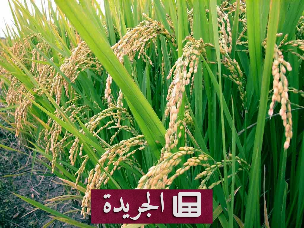 قفزة قياسية لأسعار الأرز الآسيوي في مايو 2026 - آخر الأخبار - الجريدة