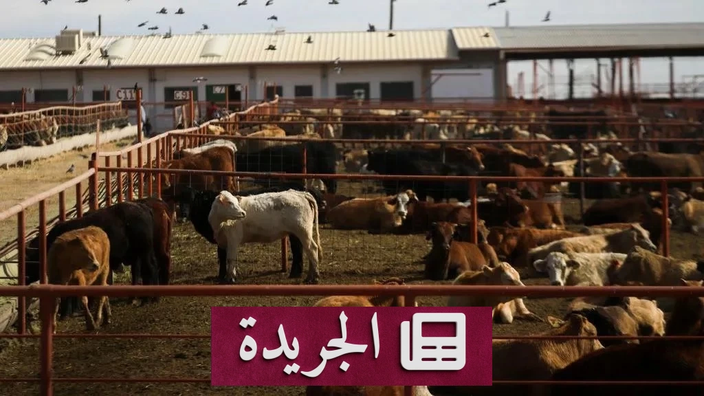 كندا تغلق حدودها أمام الأبقار الأمريكية بسبب ديدان آكلة للحوم - آخر أخبار الجريدة