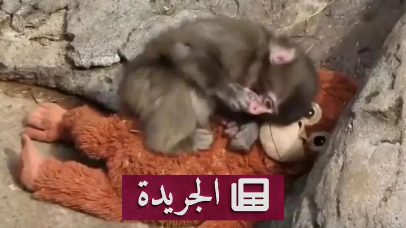 قصة القرد بانش ودميته.. ظاهرة إنسانية تجتاح العالم - آخر أخبار الجريدة