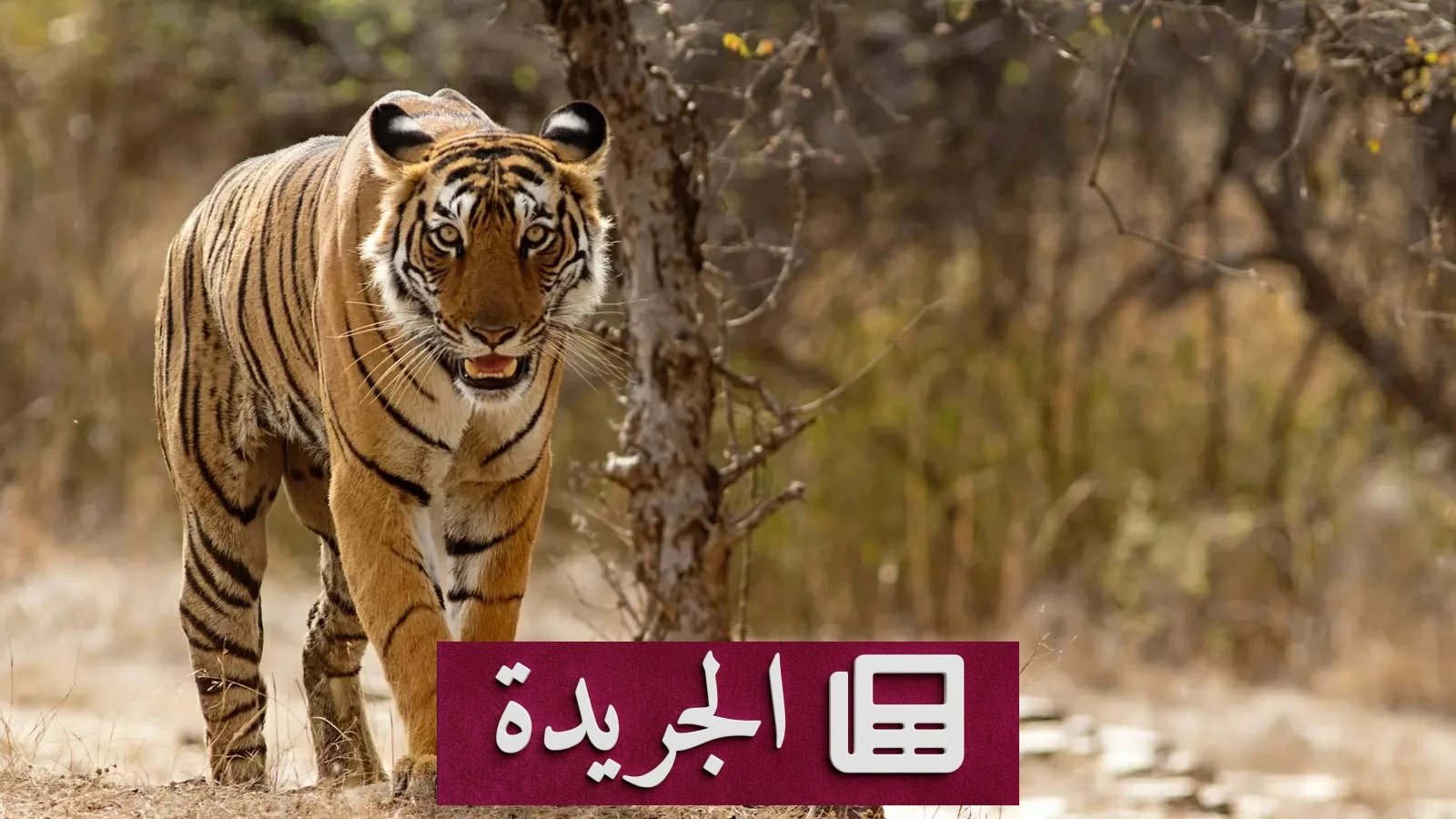 مأساة في الهند نمر يقتل شابة داخل منزلها - آخر الأخبار - الجريدة