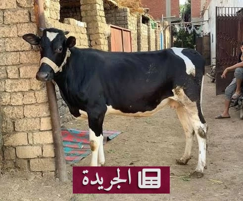 مأساة قروية في الأقصر بعد وفاة شاب شنقاً أثناء التعامل مع بقرة - آخر الأخبار - الجريدة