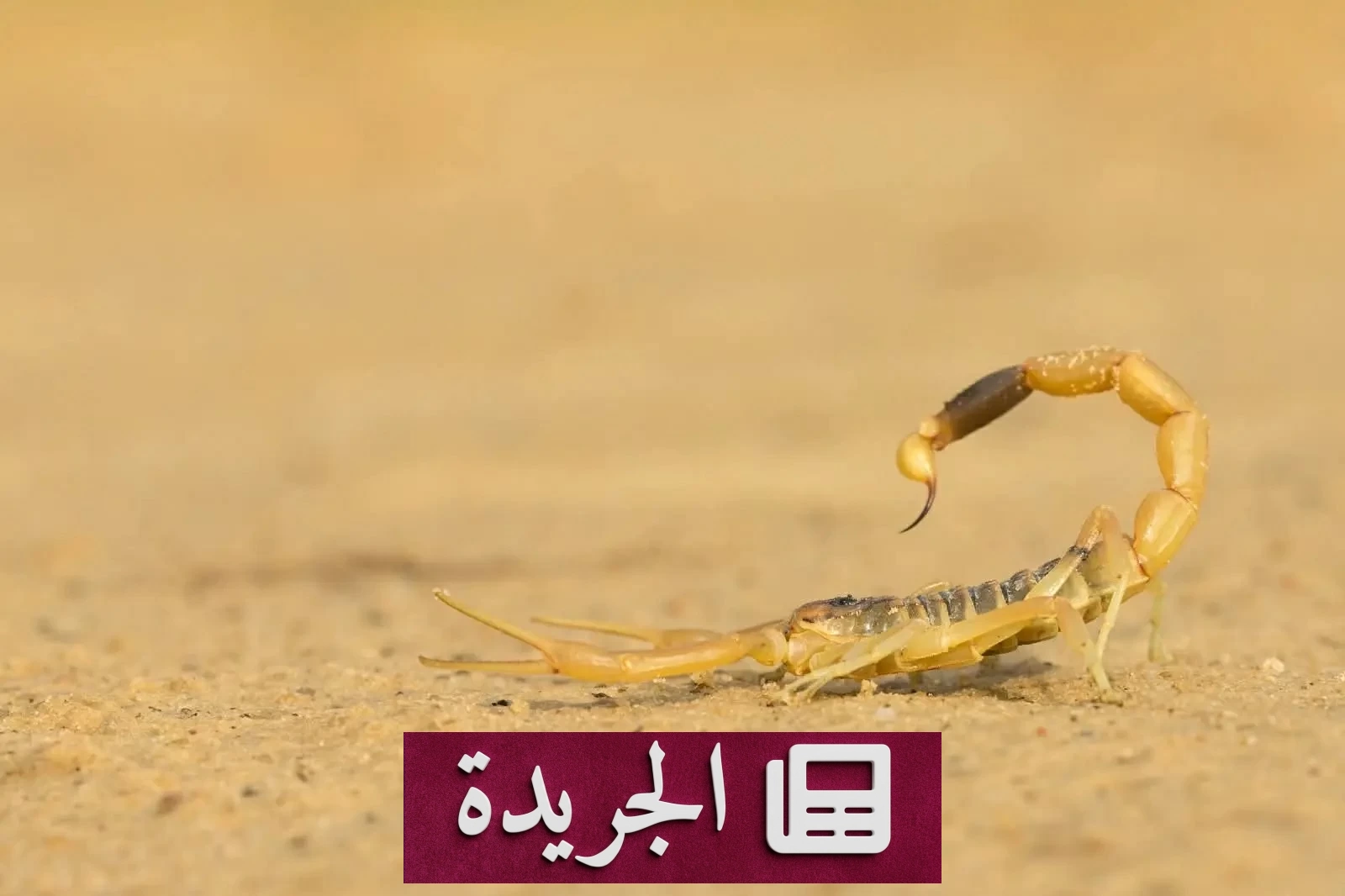 مأساة طفلة في ليبيا بعد لدغات عقرب قاتلة - آخر الأخبار - الجريدة