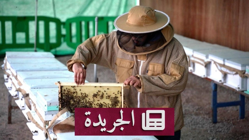 مبادرة عسل المانجروف 2026 تدعم قطاع النحالة بالمنطقة الشرقية - آخر الأخبار - الجريدة
