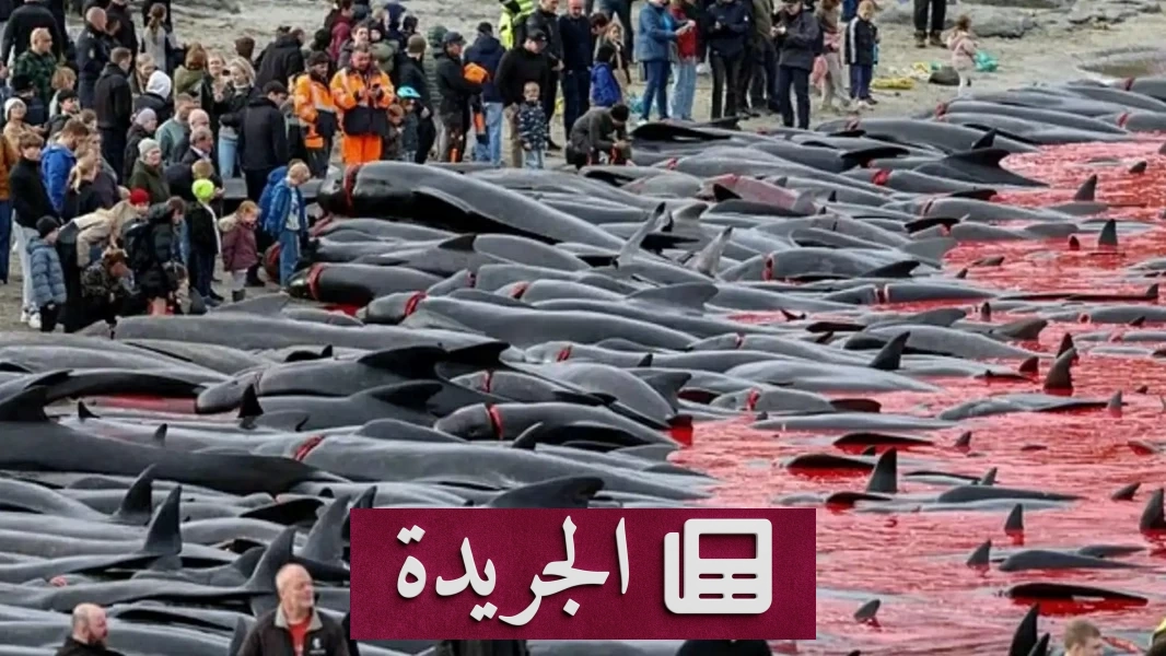 مجزرة صيفية في جزر فارو تحول شواطئها إلى بحار من الدم
