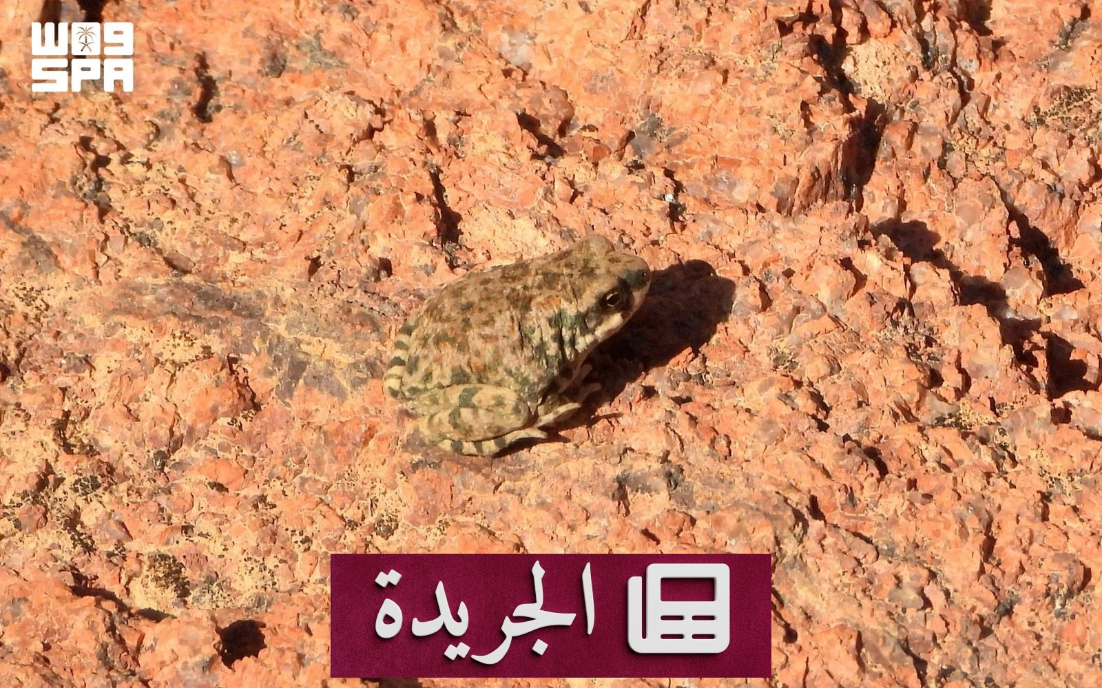 محمية الملك سلمان تسجل ظاهرة بيولوجية نادرة للعلجوم العربي لأول مرة عالمياً - آخر الأخبار - الجريدة