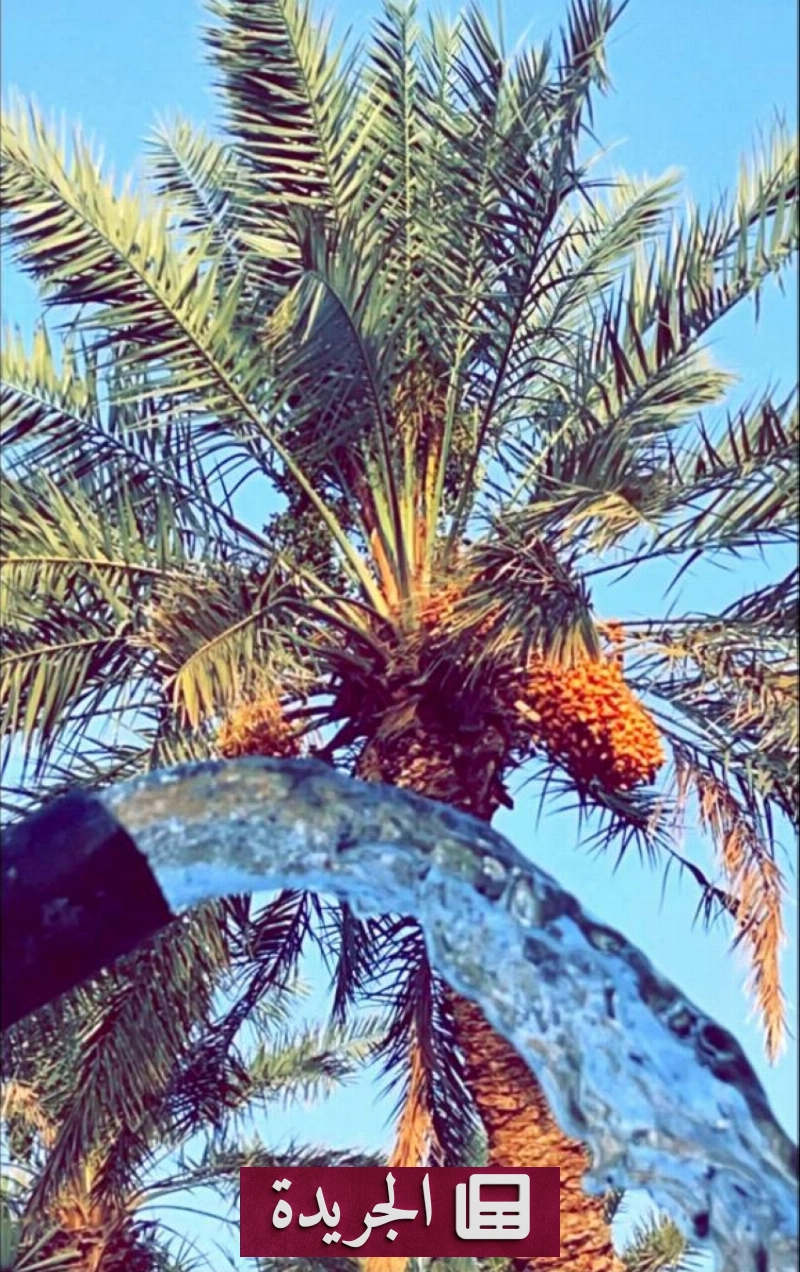 صورة لمقترح تنظيم مهرجان زراعي في محافظة الخرمة لدعم المزارعين وتنمية القطاع الزراعي