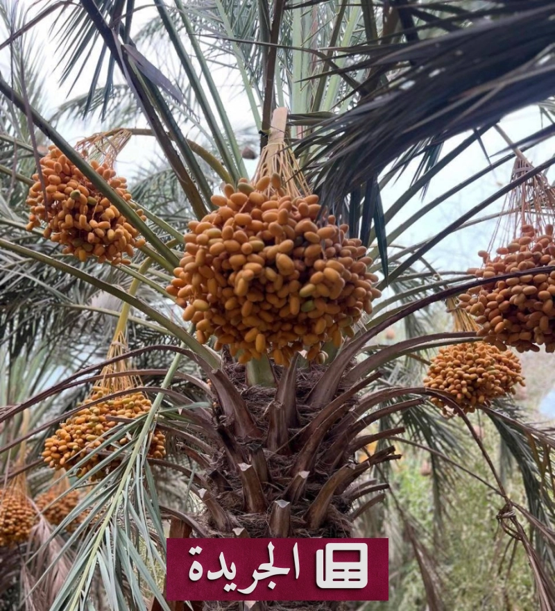 موسم العاصف في جزر فرسان.. تراث حي يتجدد بين الرطب والنخيل - أخبار أونلاين
