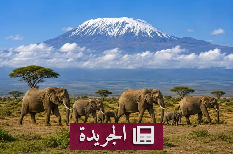 نفوق 15 فيلًا في كينيا بسبب تسمم محتمل - آخر الأخبار - الجريدة