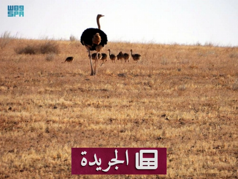 نجاح برنامج إعادة توطين النعام ذي الرقبة الحمراء في محمية الإمام تركي بن عبدالله - آخر الأخبار - الجريدة