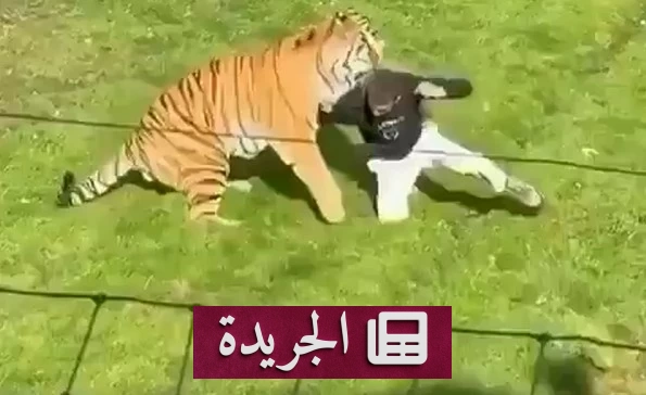 نمر يفترس رجلاً داخل حظيرة بحديقة حيوان بريطانية - آخر الأخبار - الجريدة