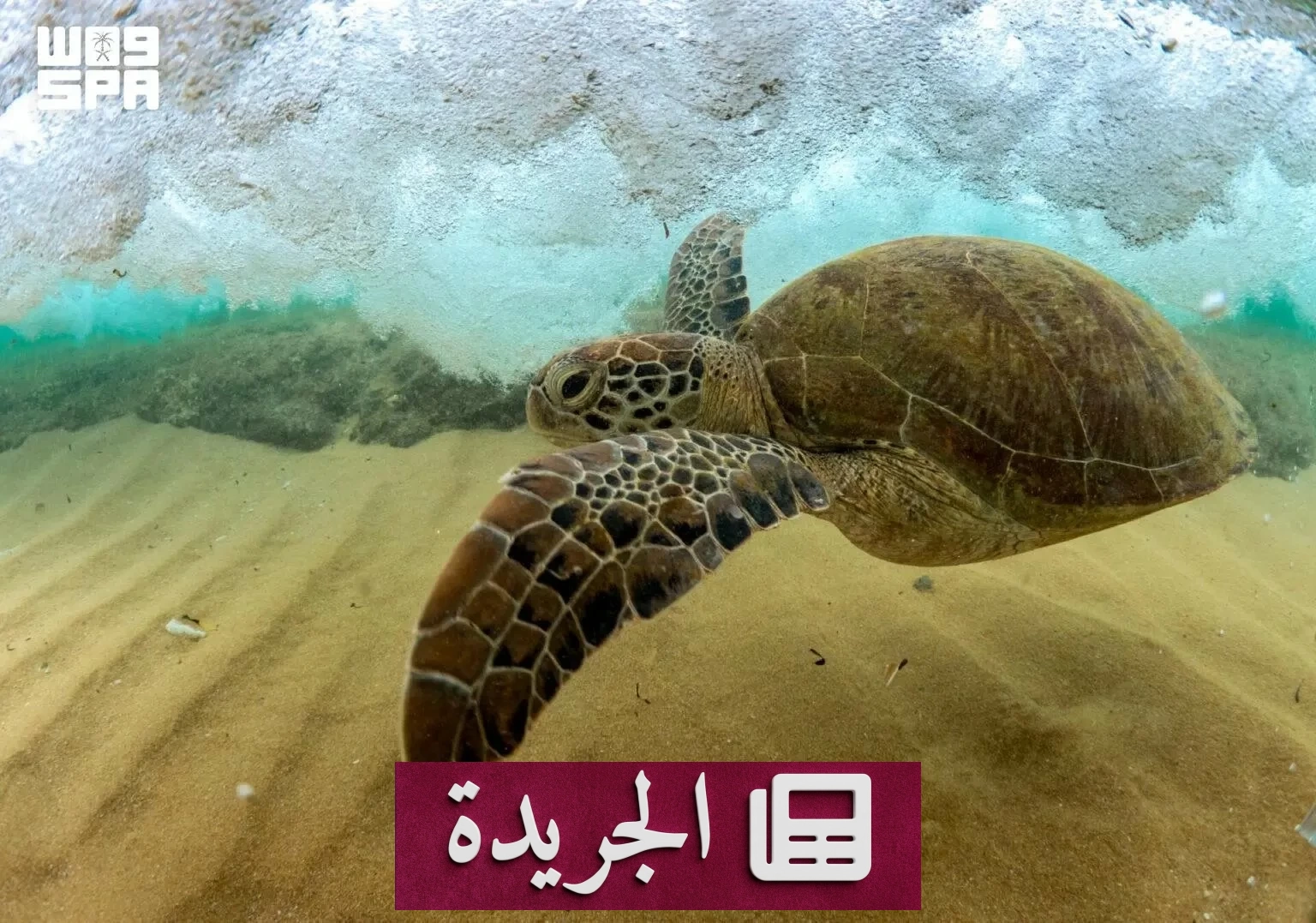 وزارة البيئة تعلن تحديثات صارمة لحماية البيئة البحرية والساحلية - آخر الأخبار - الجريدة