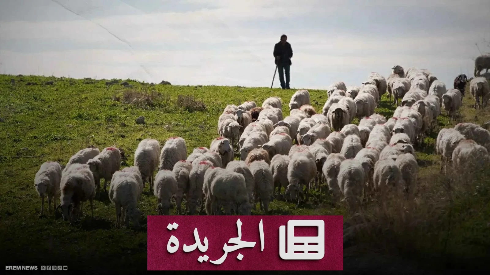 راعي أغنام يتحول إلى نجم تيك توك بفضل إطار تلفزيون مكسور - آخر الأخبار - الجريدة