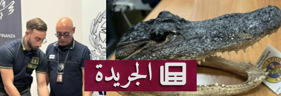 رأس تمساح مهدد بالانقراض يضع مسافراً في مأزق قانوني دولي - آخر الأخبار - الجريدة