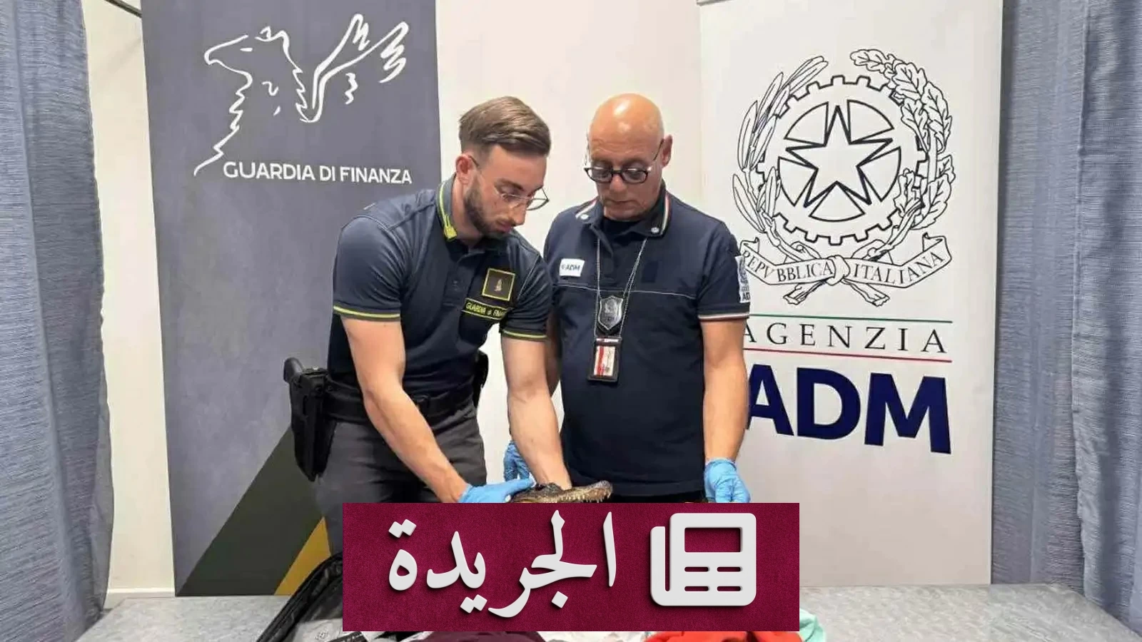 رجل إيطالي يواجه السجن بعد ضبط رأس تمساح مجفف في حقيبته - آخر أخبار الجريدة