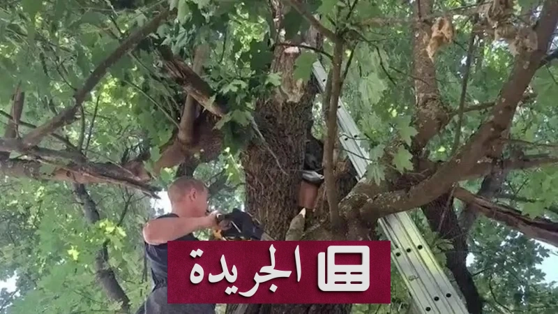 رجل ينجو بعد 24 ساعة عالقًا داخل شجرة قيقب في روسيا - آخر أخبار الجريدة